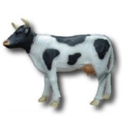 Krowa K704
