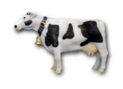Krowa K703