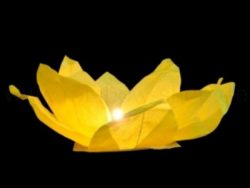 Woda latarnia lotosu zolty