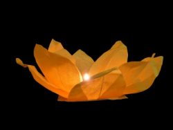 Woda latarnia lotosu pomaranczowy