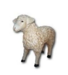 Sheep K326