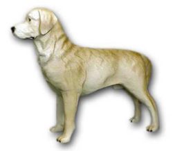 Dog golden Retriever K399C