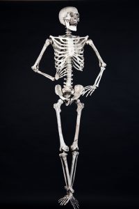 Szkielet 160 cm