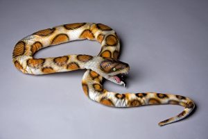 Serpent 180 cm