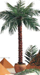 Palms Areka250