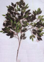 Ficus branch largely