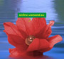 Water lantern lotus flower red