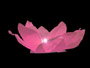 Water lantern lotus flower pink