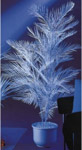 Kentia palm 1 subject white