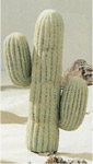 Kaktus Mex 40
