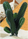Kaktus Sulenform