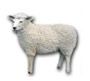 Sheep standing K484